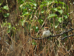 Euscarthmus meloryphus