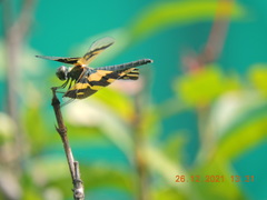 Rhyothemis variegata