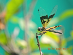Rhyothemis variegata