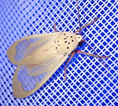 Amerila vidua