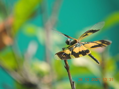 Rhyothemis variegata