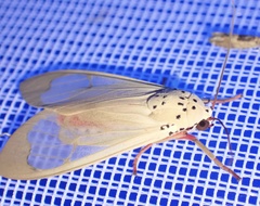 Amerila vidua