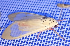 Amerila vidua