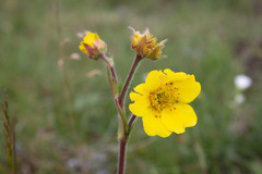 Geum capense