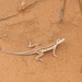 Ghost Sand Dragon - Photo (c) missganoush, some rights reserved (CC BY-NC)