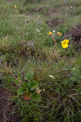 Geum capense