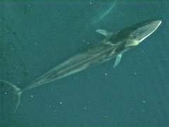 Fin Whale photo 3