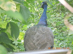 Pavo cristatus