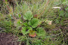 Geum capense