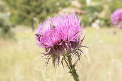 Onopordum caulescens