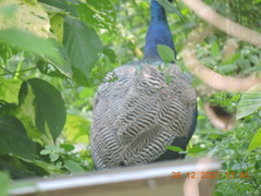 Pavo cristatus