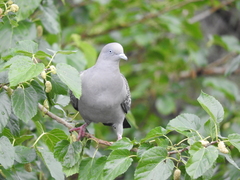 Patagioenas maculosa