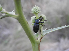Heilipodus scabripennis