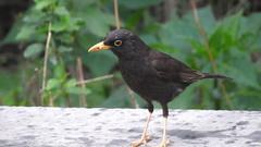 Turdus chiguanco