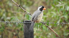 Saltator aurantiirostris