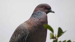 Patagioenas picazuro