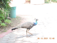 Pavo cristatus