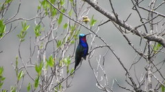 Heliomaster furcifer