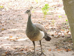 Pavo cristatus