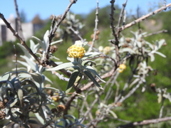 Buddleja cordobensis