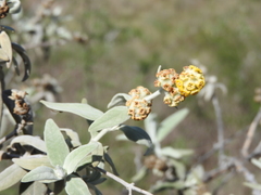 Buddleja cordobensis