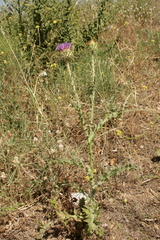 Onopordum caulescens