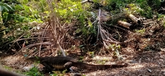 Varanus salvator macromaculatus