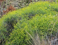 Bupleurum spinosum