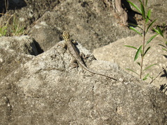 Tropidurus spinulosus