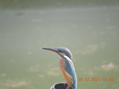 Melanochelys trijuga