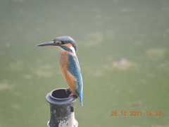 Melanochelys trijuga