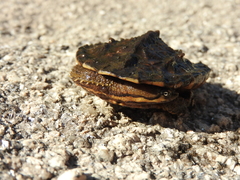 Hydromedusa tectifera