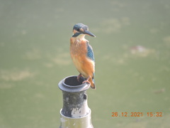 Melanochelys trijuga