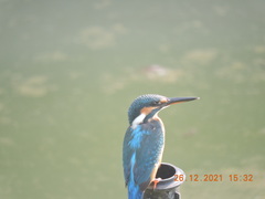 Melanochelys trijuga