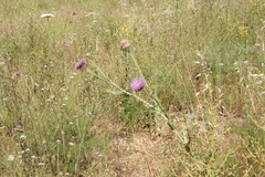 Onopordum caulescens