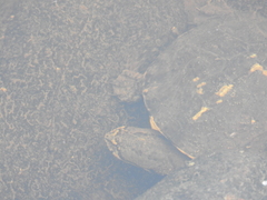 Hydromedusa tectifera