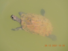 Melanochelys trijuga