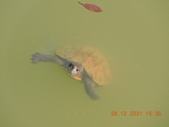 Melanochelys trijuga