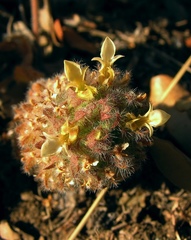 Teucrium compactum