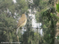 Catamenia