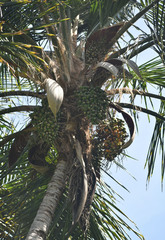 Syagrus amara