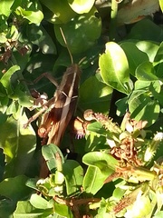 Acanthacris ruficornis