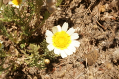 Glebionis coronaria discolor