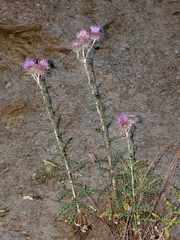Ptilostemon hispanicus