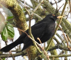 Turdus merula