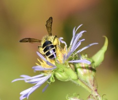 Andrena robervalensis
