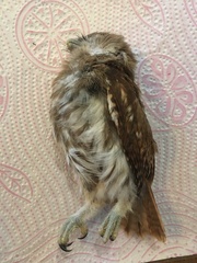 Glaucidium brasilianum