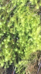 Amblystegium