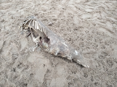 Delphinoidea