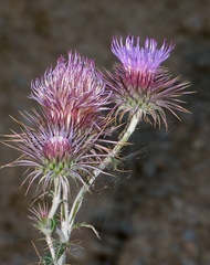 Ptilostemon hispanicus